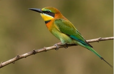 Wings of Beauty